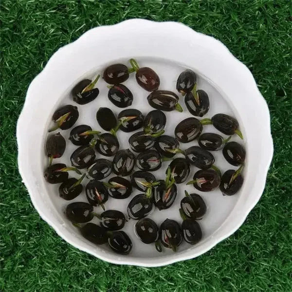 Premium Japanese Bonsai Lotus Seeds - High Fragrance (Buy 25 Get 75 Free🔥🔥)
