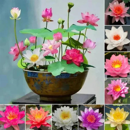 Premium Japanese Bonsai Lotus Seeds - High Fragrance (Buy 25 Get 75 Free🔥🔥)