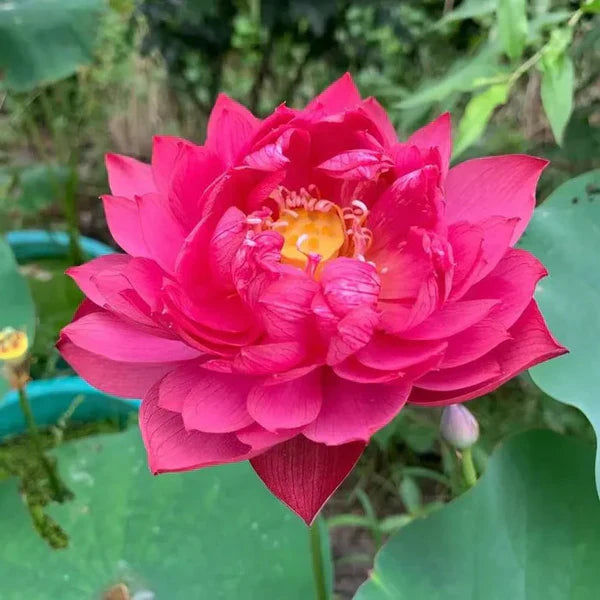 Premium Japanese Bonsai Lotus Seeds - High Fragrance (Buy 25 Get 75 Free🔥🔥)