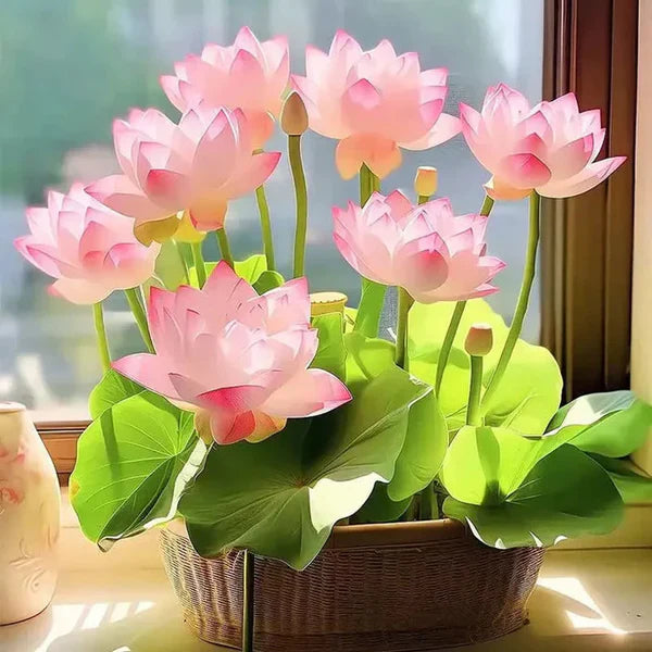 Premium Japanese Bonsai Lotus Seeds - High Fragrance (Buy 25 Get 75 Free🔥🔥)