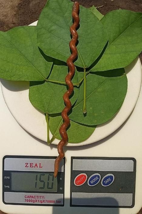 100% Ramayan Original Garuda Sanjivani stick